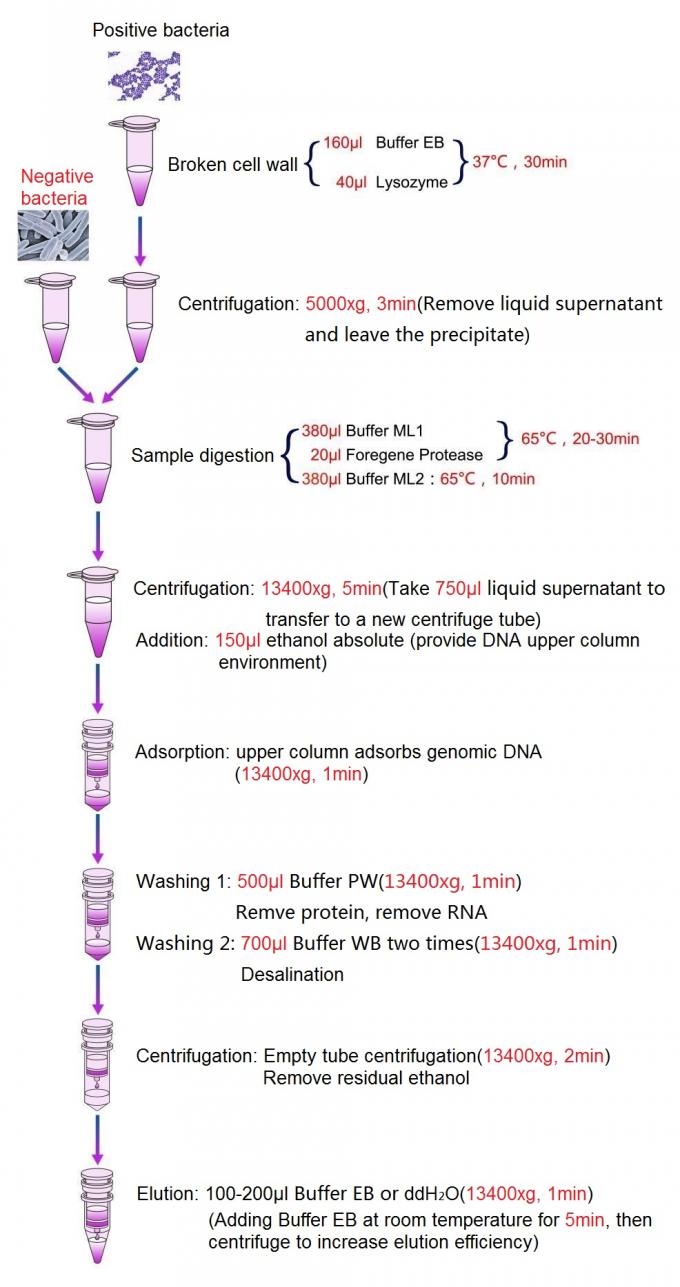 Bacteriële DNA-Isolatieuitrusting