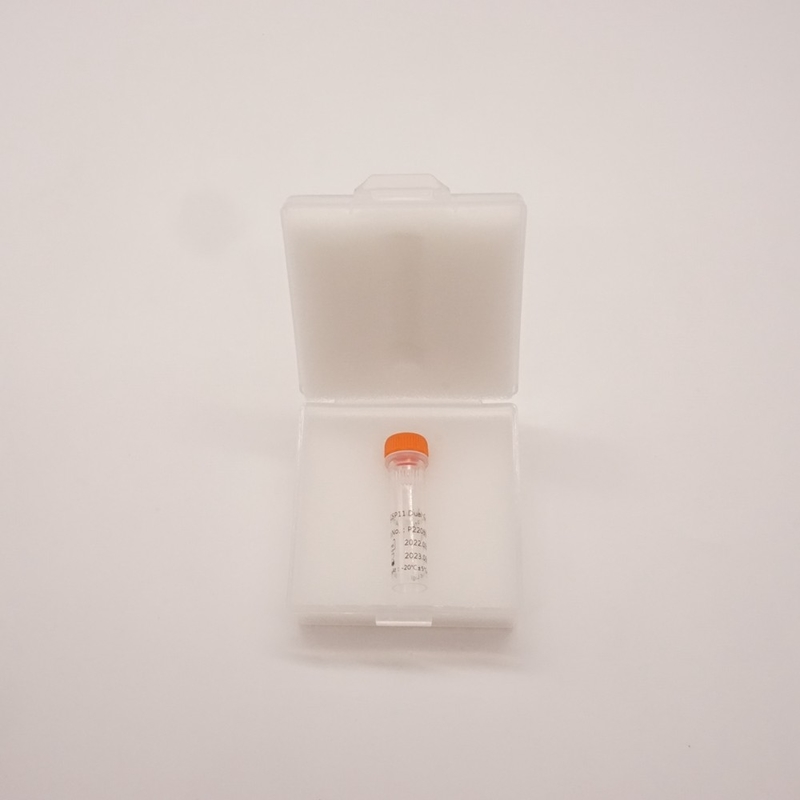 ATM/CSP11 tweekleurige sonde voor het detecteren van afwijkingen van het menselijke ATM(11q22)-gen