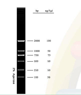 2000bp DNA-Tellersagarose Gelpcr de Ladder van Uitrustingsdna voor Onderzoek