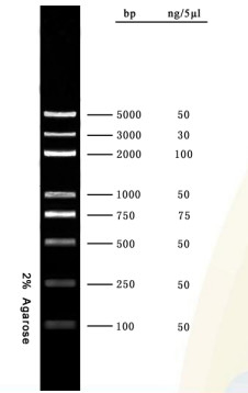DNA-Tellersagarose Gelpcr de Ladder 5000bp van Uitrustingsdna voor Tests van de Onderzoek de Moleculaire Biologie